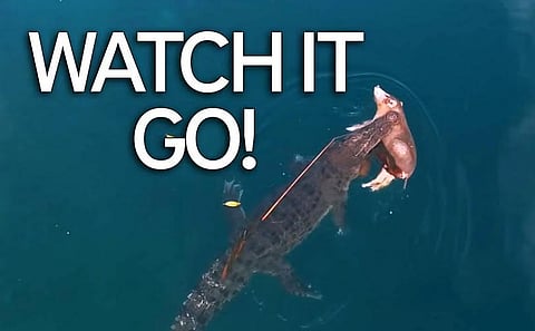 فيديو مرعب .. تمساح ضخم يسبح وبين فكيه خنزير