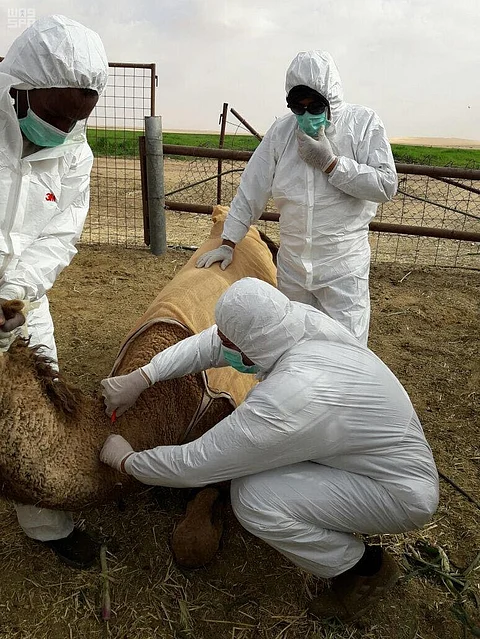"زراعة الرياض" تباشر فحص وترقيم إبل مهرجان الملك عبدالعزيز