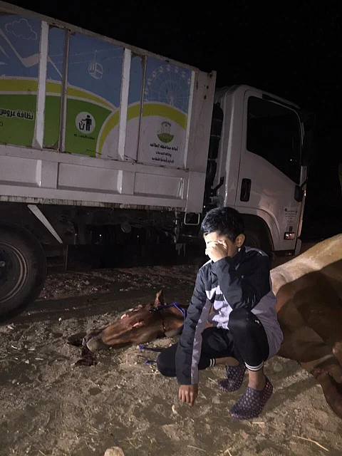 شاهد.. الطفل "مؤيّد" يبكي فرسه "إيناس" بعد نفوقها في حادث مروري