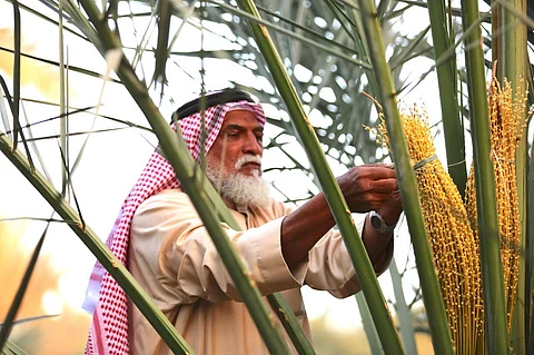 "طلع النخل" في أسواق المدينة.. عمالة وافدة تستغل موسمه.. ومزارعون يحذرون