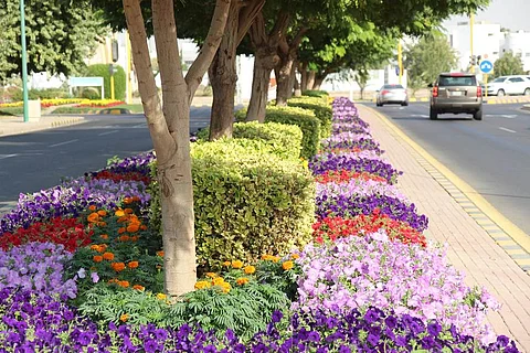 شاهد.. شوارع وميادين "ينبع الصناعية" تزدان بالأزهار الموسمية