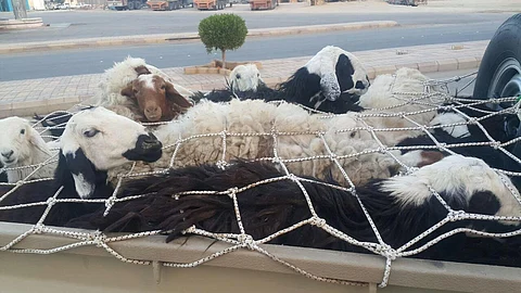 "أمن الأفلاج" يُطيح بمتهمين بسرقة أغنام الهدار