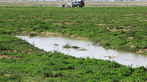 شاهد.. الأمطار وزهور النفل في "روضة الخفس" تبهر المتنزهين