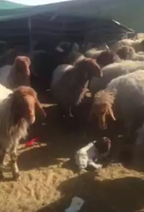 ضبط سارقي الـ 400 رأس غنم بحفر الباطن