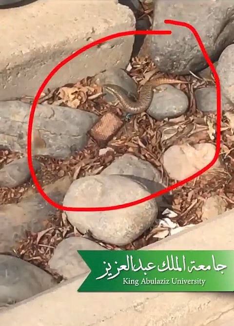 شاهد.. الثعابين تتوغل في حرم جامعة المؤسس وقاعاتها وتصيب الطالبات بالهلع