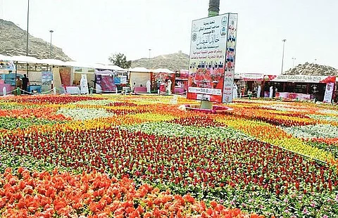مزارع ورد الطائف تضخ إنتاجها لمصانع التقطير