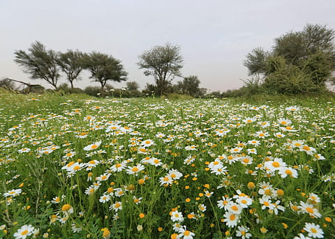 شاهد.. لوحات فنية من الطبيعة.. "روضة خريم" تتزين بـ"الورود"