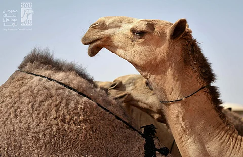عروض الـ100 من "الشعل" تمتِّع حضور عرض اليوم الثالث من "مزايين الإبل"