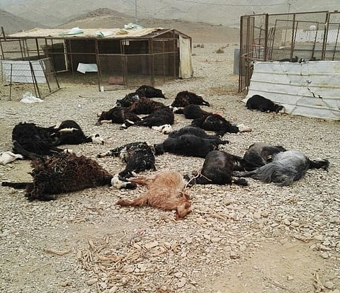 نفوق 20 رأسًا من الماشية بنجيل العلا بسبب ذرة مسمومة بعد 30 دقيقة من أكلها