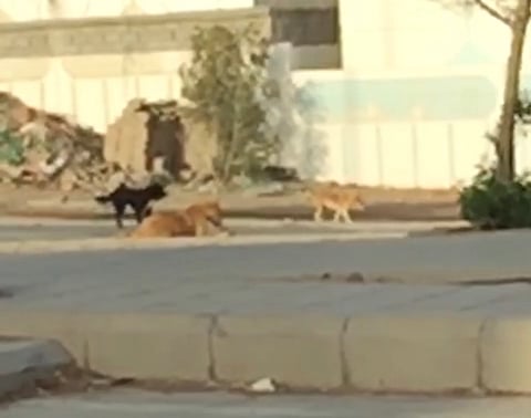 شاهد.. الكلاب الضالة تتربص بأهالي المدينة بعد 3 سنوات من تعثر مشروع المكافحة