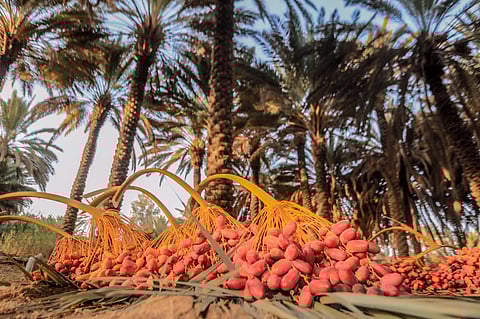 "الحليبي" مطمئناً المزارعين: "سوسة النخيل" لا تُصيب حلوة الجوف