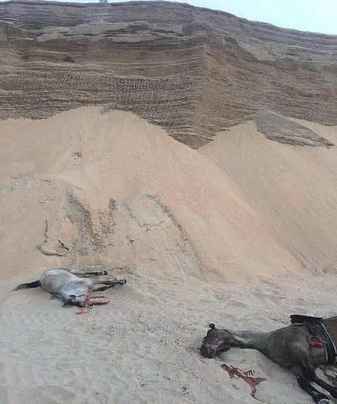 حادث كاشف لسرقة الرمال.. سقوط يصيب شابين ويصرع حصانهما بطريق الدمام