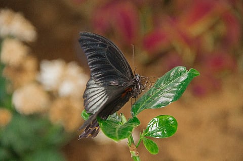 شاهد.. مهرجان الزهور بينبع يحتضن أكبر حديقة فراشات بالسعودية