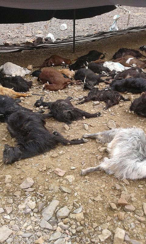 شاهد.. نفوق 50 رأس أغنام إثر صاعقة رعدية في تبوك