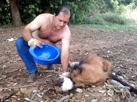 سائق شاحنة يسقي ذئباً متوحشاً لجأ إليه من شدة العطش