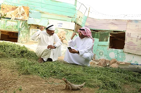 الجريفين لـ"سبق": هذه أسرار "محمية الضبان".. الإنتاج 400.. تلبِّي النداء وتأكل البرسيم.. وهذه قصة "طحيمر"