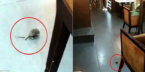 شاهد.. فأر في مطعم بريطاني وأغرب سبب لتحركه وسط الرواد
