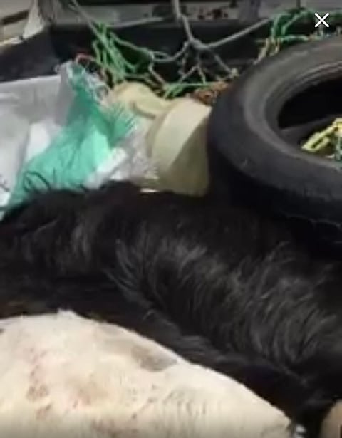 شاهد.. ماشية نافقة بـ"حويّة الطائف" أمام مطعم شعبي تثير الشكوك حول مصيرها