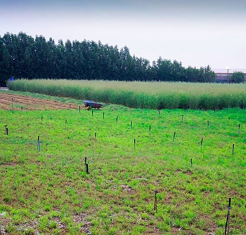 شاهد.. كيف حوَّل مواطن سعودي أرضه الصحراوية بالجبيل إلى مكان جذب سياحي