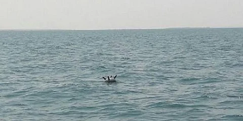 العثور على ألغام بحرية زرعتها المليشيات الانقلابية قبالة السواحل اليمنية