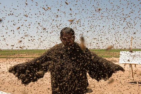 "فطاني": لم أكسر الرقم القياسي بارتداء أثقل عباءة من النحل.. لهذه الأسباب