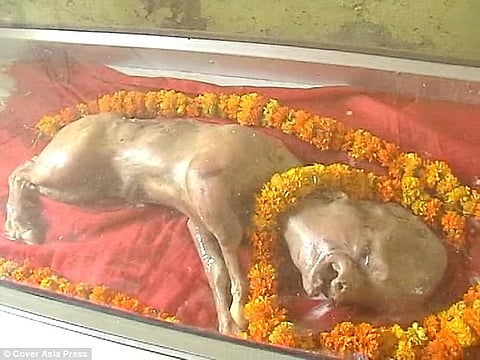 شاهد .. الهندوس يبنون معبداً لبقرة وُلدت بـ "وجه يشبه الإنسان"