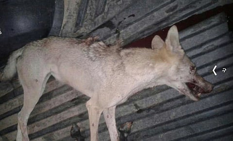 بعد معركة شرسة .. مواطن ينقذ أربعينياً من بين أنياب "ذئب مفترس" بالليث