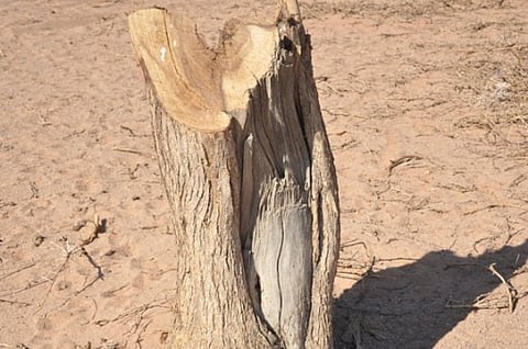 مواطنون يوقعون بمحتطب في "بعائث حائل"