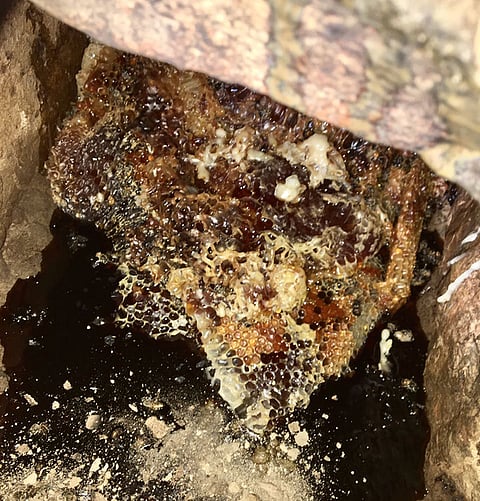 شاهد.. إحراق خلايا نحل بأحد الجبال بالعيص والأجهزة الأمنية تحقق