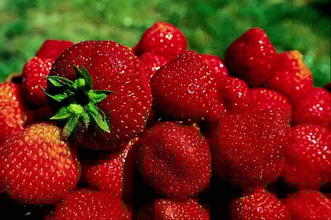 "الزراعة" تعلن حظر دخول الفراولة الطازجة من مصر