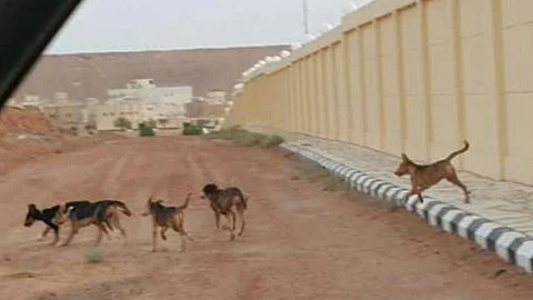 بعد دخولها البلدية والجامعة.. لقطات خطيرة ترصد "قطعان الكلاب الضالة" بشقراء
