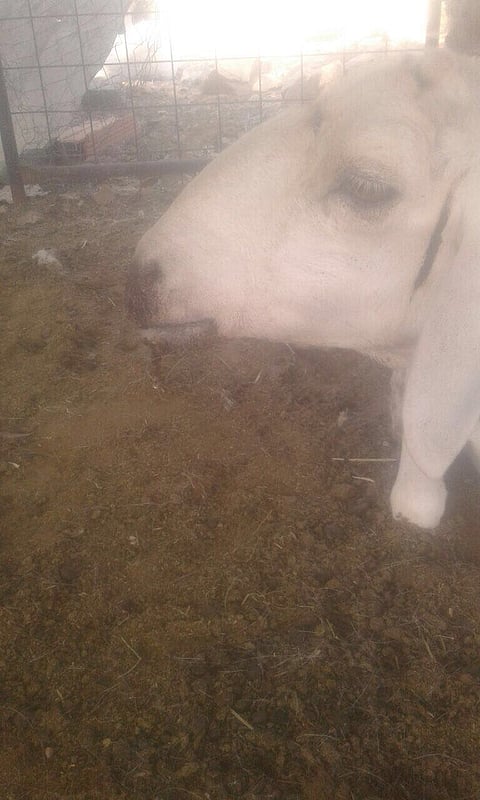 "أبو لسان" .. مرض يفتك بماشية أهالي ميسان الطائف والخسائر بالآلاف