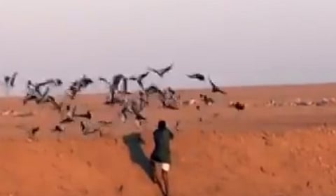 فيديو "قتل طائر الكرك" يجدد المطالبات بملاحقة ممارسي الصيد الجائر