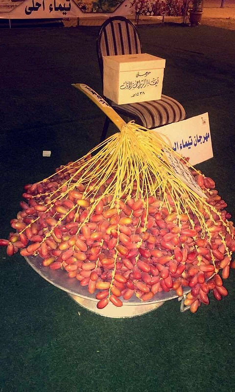 "تمر حلوة" يفوز بـ "مسابقة أكبر قنو" في تيماء .. تعرَّف على وزنه ولمَن أُهدي