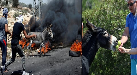 شاهد حكاية حمارين.. أحدهما يأكل التفاح والآخر يواجه قوات الاحتلال "الإسرائيلي"