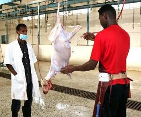أمانة جازان تنهي تجهيزات المسالخ والمنتزهات وتخصص 38 موقعًا لبيع وذبح الأضاحي