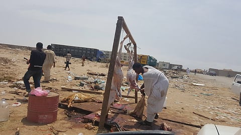 أمانة جدة تُحبط تهريب 700 ذبيحة فاسدة حتى أمس