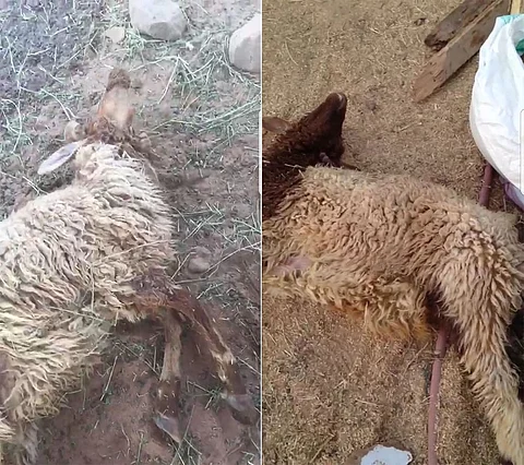 بعد نفوق عدد من أغنام تبوك.. "الزراعة" تشكل فريقاً لبحث الأسباب