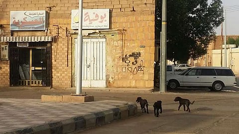 بالفيديو ..الكلاب الضالة والإبل السائبة تتجول في أحياء "شقراء"