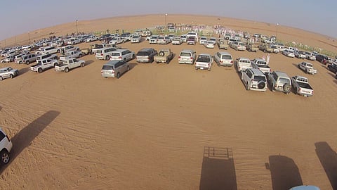 مهرجان مزاد الإبل في "مدرج" يحظى بإقبال الهواة والمربين