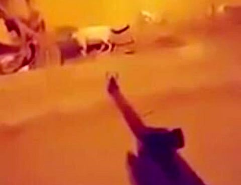 الحكم على "سفاح القطط" بالسجن "سنة" وتغريمه 20 ألف ريال
