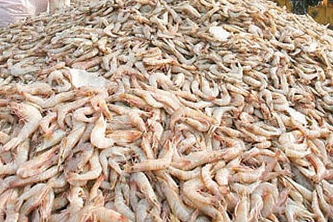 حظر استيراد "الروبيان" الحي من "تكساس" والأسماك من إيطاليا