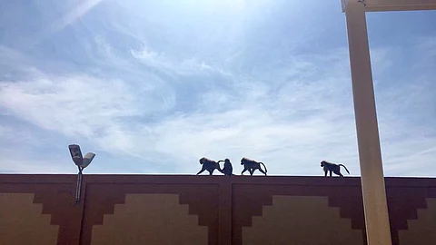 شاهد.. كلاب وقرود تتسلّل إلى حرم "جامعة بيشة" فرع بلقرن وتثير ذعر الطالبات