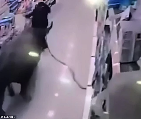 بالفيديو .. شاهد ما فعله ثور هائج بامرأة حامل