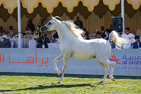 إنهاء تصفيات بطولة خادم الحرمين لجمال الخيل العربية من جميع الفئات