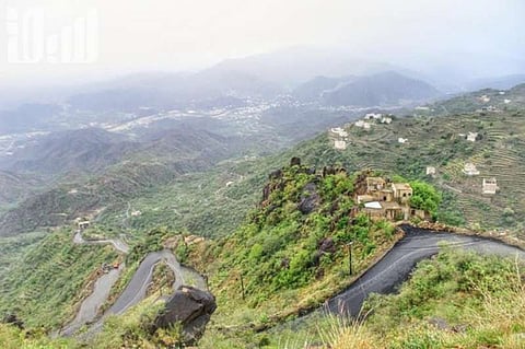 "موت 17 ألف شجرة بن في فيفاء" تزرع بديلاً عن "القات".. هنا القصة