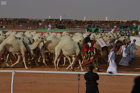 عضو لجنة العبث بمهرجان الإبل: "البوتكس" من أخطر وسائل الغش