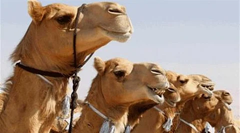 "البيئة" تستبعد حوارَيْن من الإبل قبل دخولهما مهرجان الملك عبدالعزيز