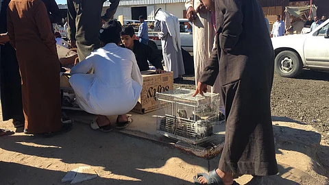 "زراعة الدوادمي" تغلق أسواق الطيور لمتابعة حالات الإنفلونزا