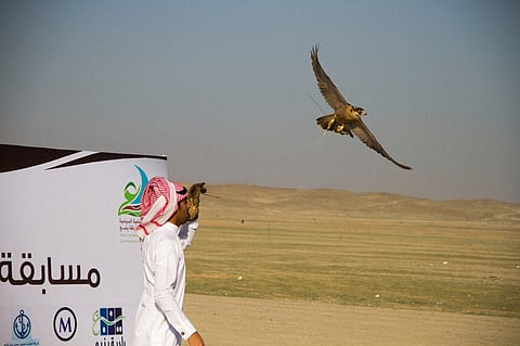 بيطري يحذر من تزاوج سلالات الطيور التركية والإيرانية مع الصقور السعودية